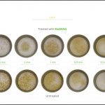 BioBANG_corn_8 BioBANG_corn_8