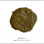 BioBANG_mais_de_1 BioBANG_mais_de_1