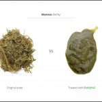 biomass-test-barley-3 biomass-test-barley-3