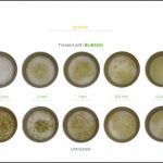 biomass-test-grasses_8 biomass-test-grasses_8
