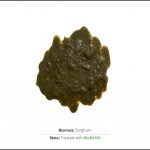 biomass-test-sorghum_2 biomass-test-sorghum_2