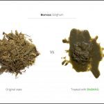 biomass-test-sorghum_3 biomass-test-sorghum_3