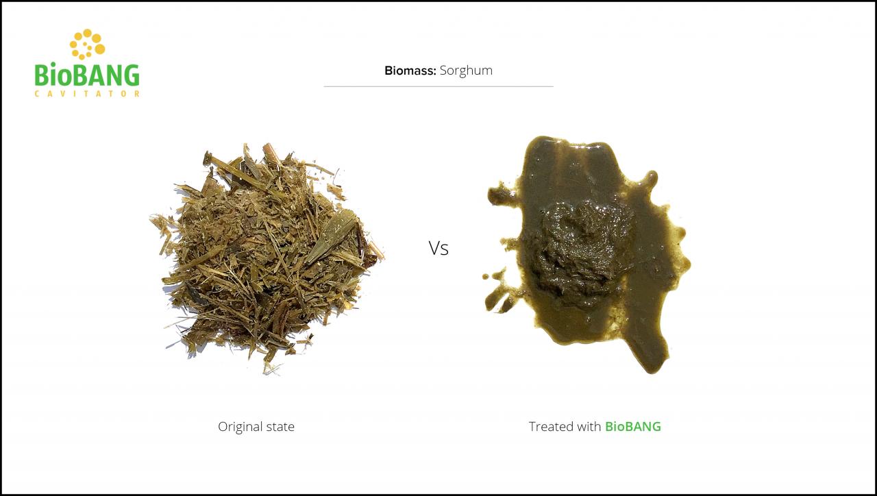 biomass-test-sorghum_3 biomass-test-sorghum_3