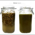 biomass-test-sorghum_4 biomass-test-sorghum_4