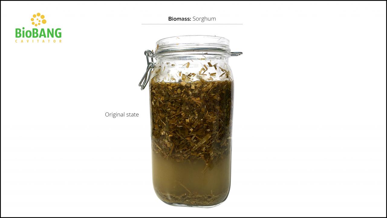 biomass-test-sorghum_5 biomass-test-sorghum_5