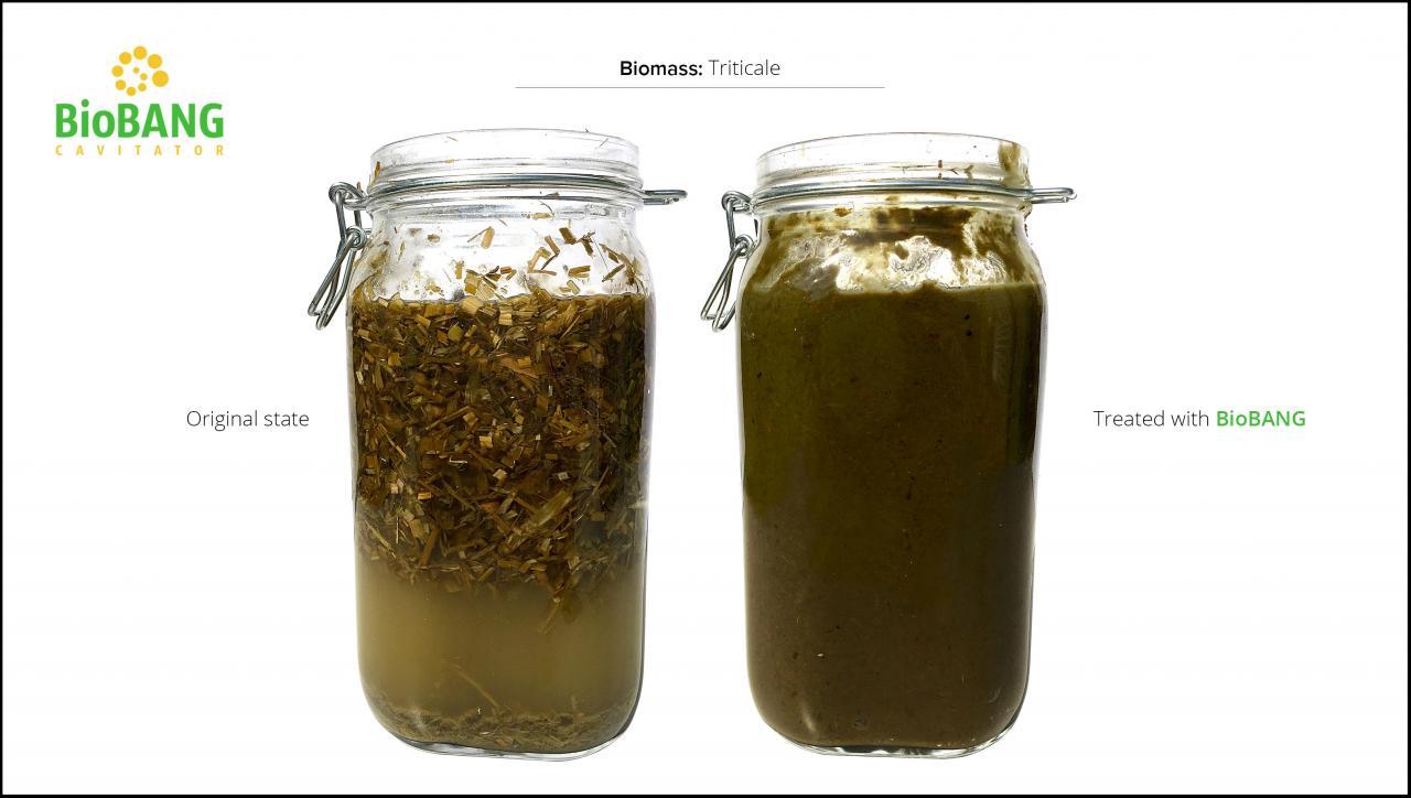 biomass-test-triticale_04 biomass-test-triticale_04