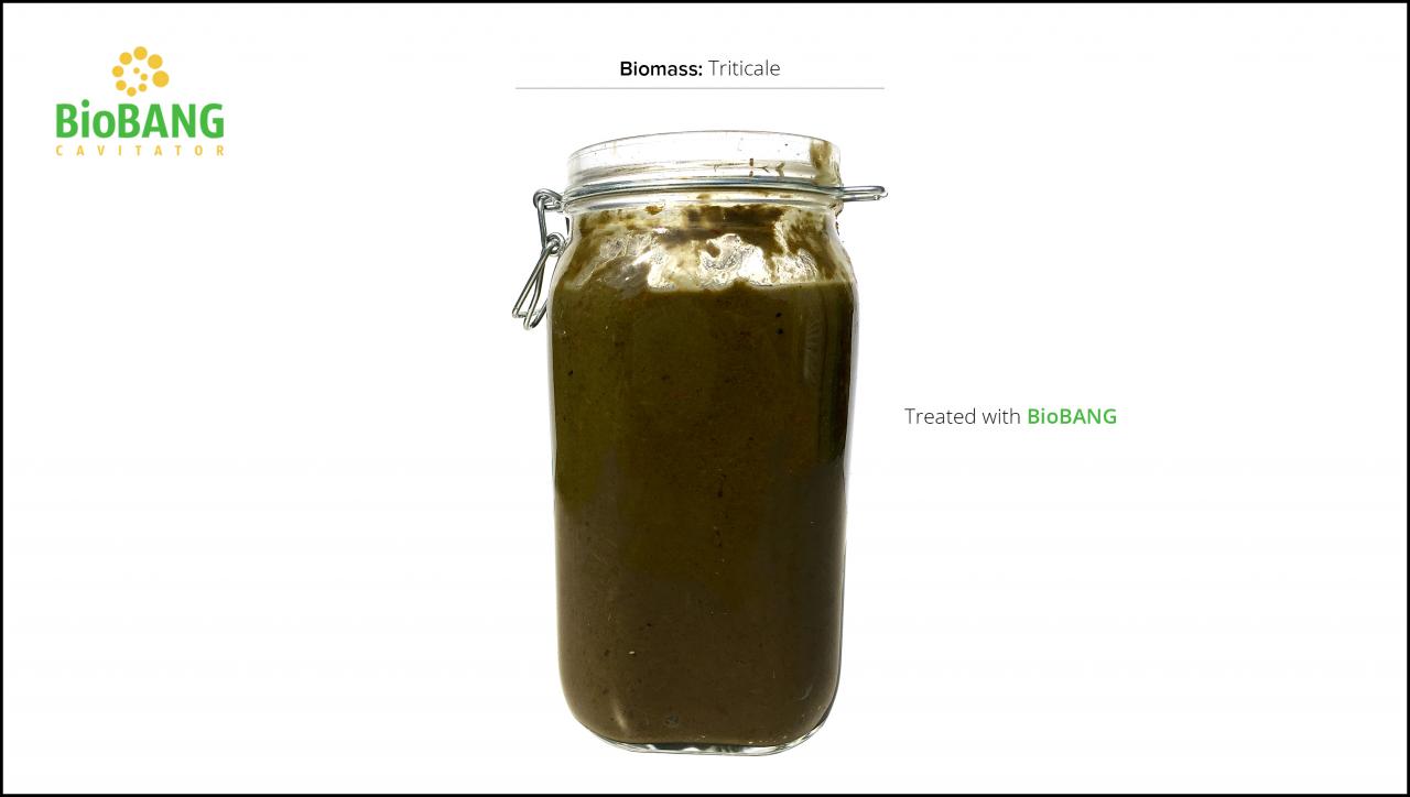 biomass-test-triticale_06 biomass-test-triticale_06