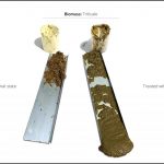 biomass-test-triticale_07 biomass-test-triticale_07