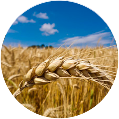biomasses barley
