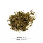 biomassen-test-gerste-1