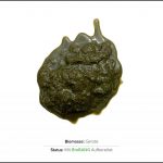 biomassen-test-gerste-2