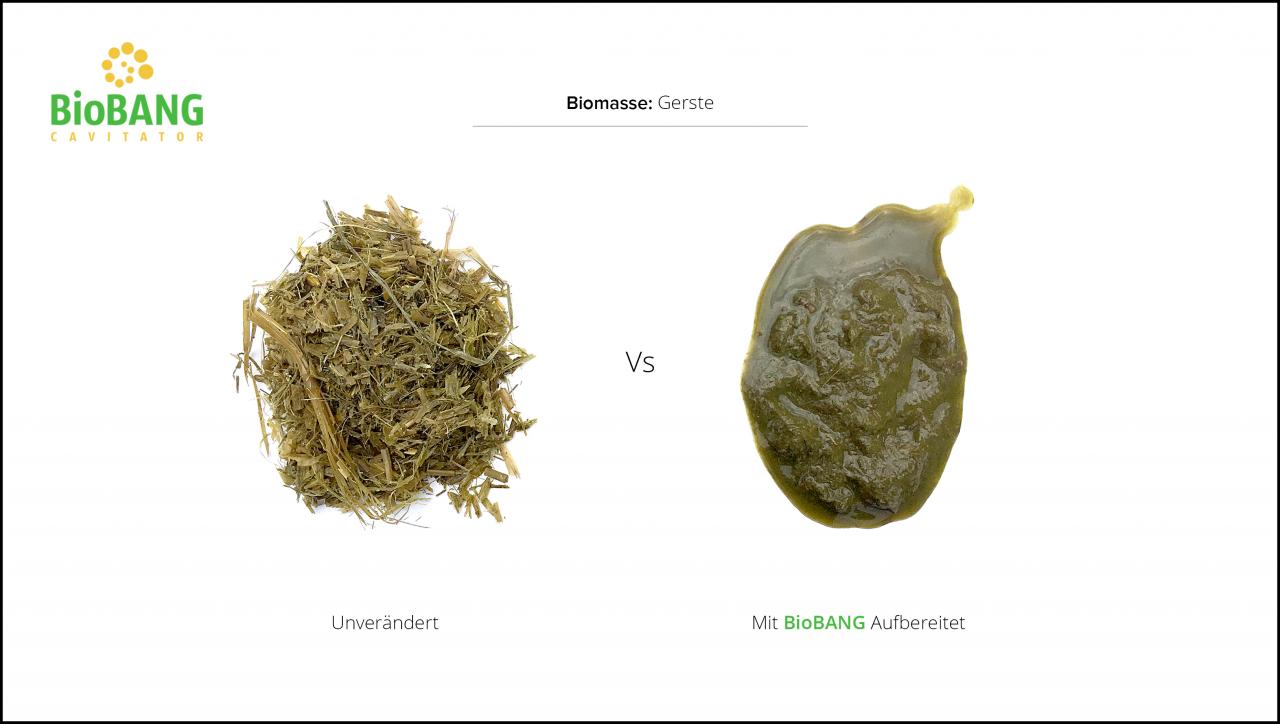 biomassen-test-gerste-3