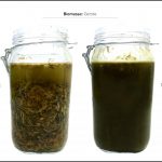 biomassen-test-gerste-4