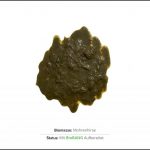 biomassen-test-mohrenhirse-2