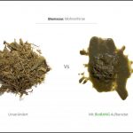 biomassen-test-mohrenhirse-3