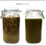 biomassen-test-mohrenhirse-4