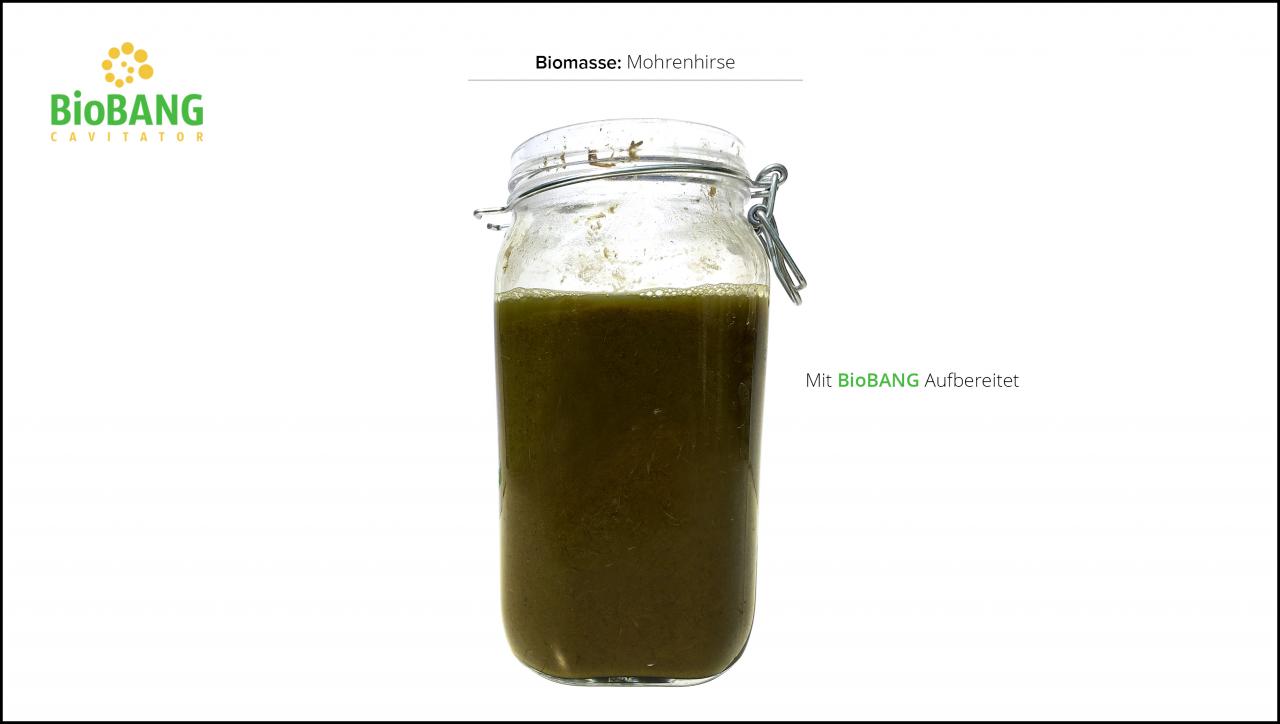 biomassen-test-mohrenhirse-6