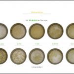 biomassen-test-mohrenhirse-8