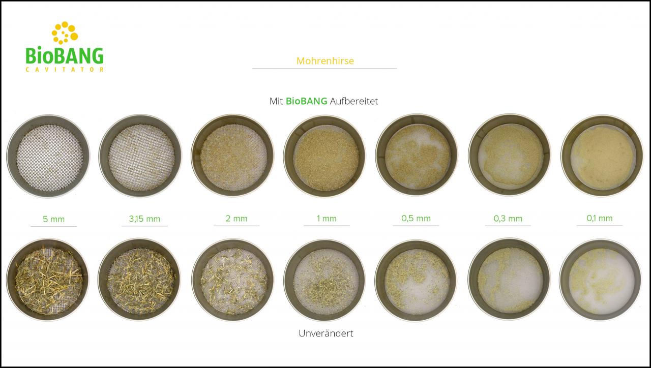 biomassen-test-mohrenhirse-8