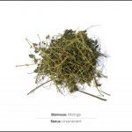 biomassen-test-moringa-1 biomassen-test-moringa-1