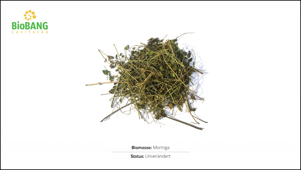 biomassen-test-moringa-1 biomassen-test-moringa-1