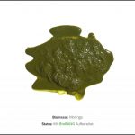 biomassen-test-moringa-2 biomassen-test-moringa-2