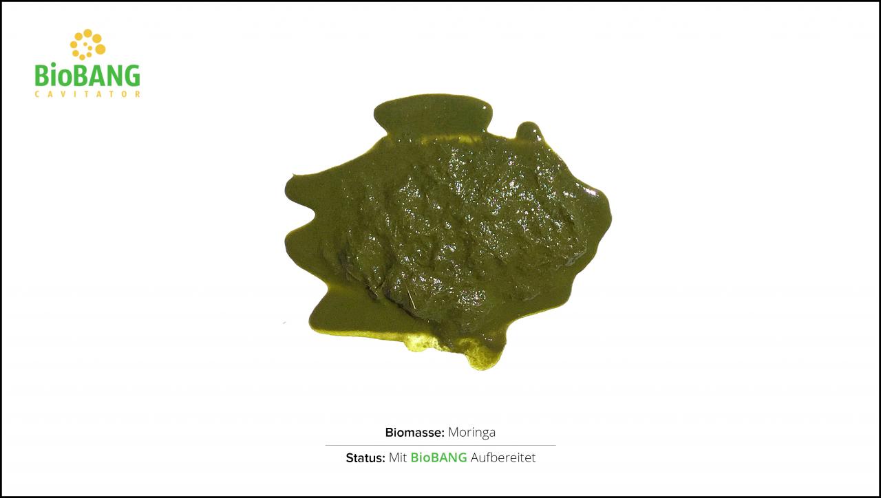 biomassen-test-moringa-2 biomassen-test-moringa-2