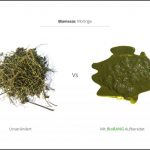 biomassen-test-moringa-3 biomassen-test-moringa-3