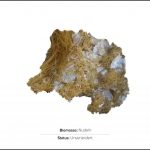 biomassen-test-nudeln-1 biomassen-test-nudeln-1