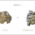 biomassen-test-nudeln-3 biomassen-test-nudeln-3