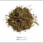 biomassen-test-triticale_01 biomassen-test-triticale_01