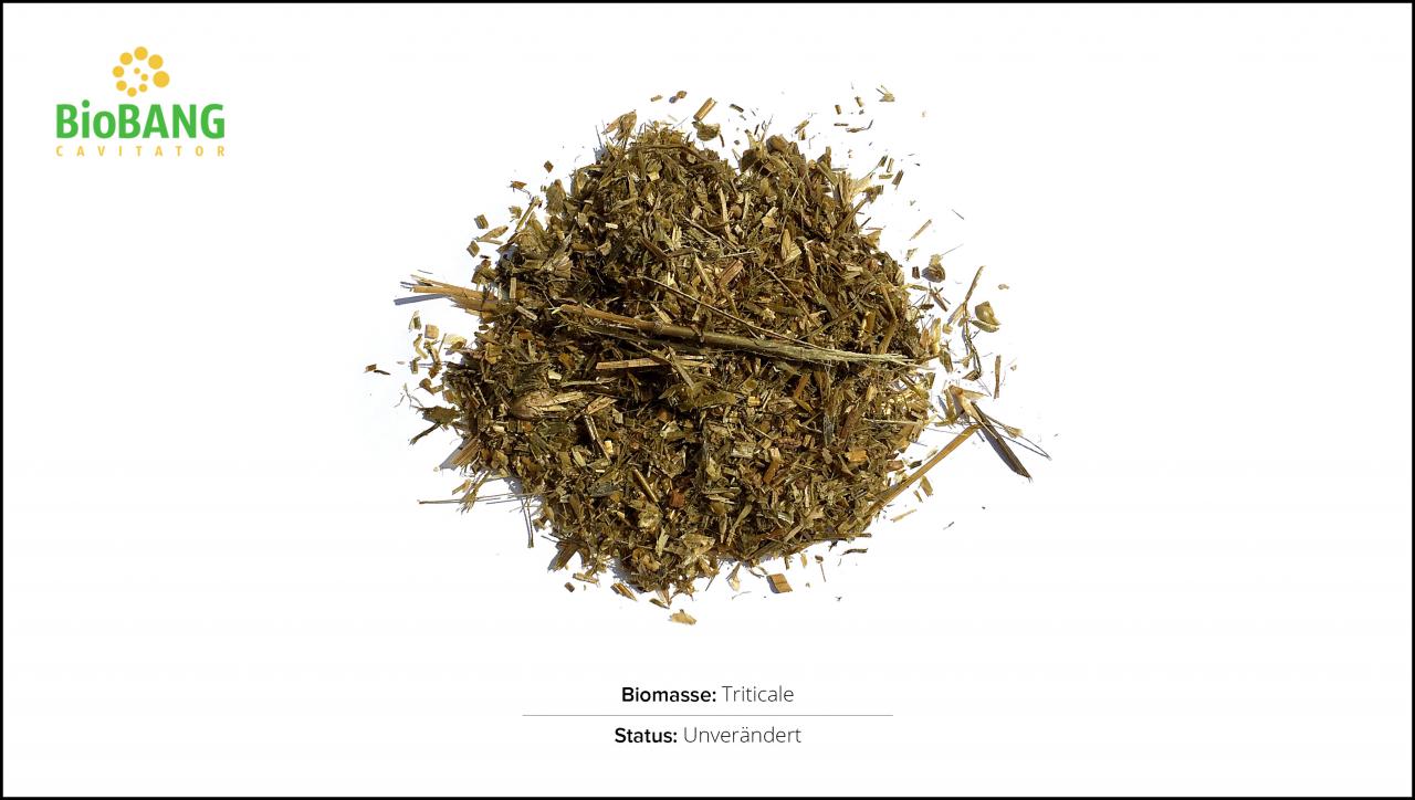 biomassen-test-triticale_01 biomassen-test-triticale_01