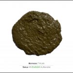 biomassen-test-triticale_02 biomassen-test-triticale_02