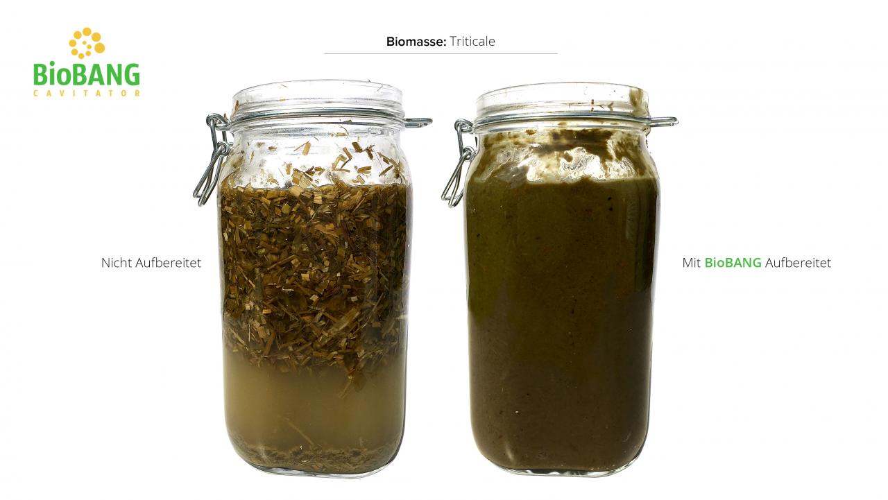 biomassen-test-triticale_04 biomassen-test-triticale_04