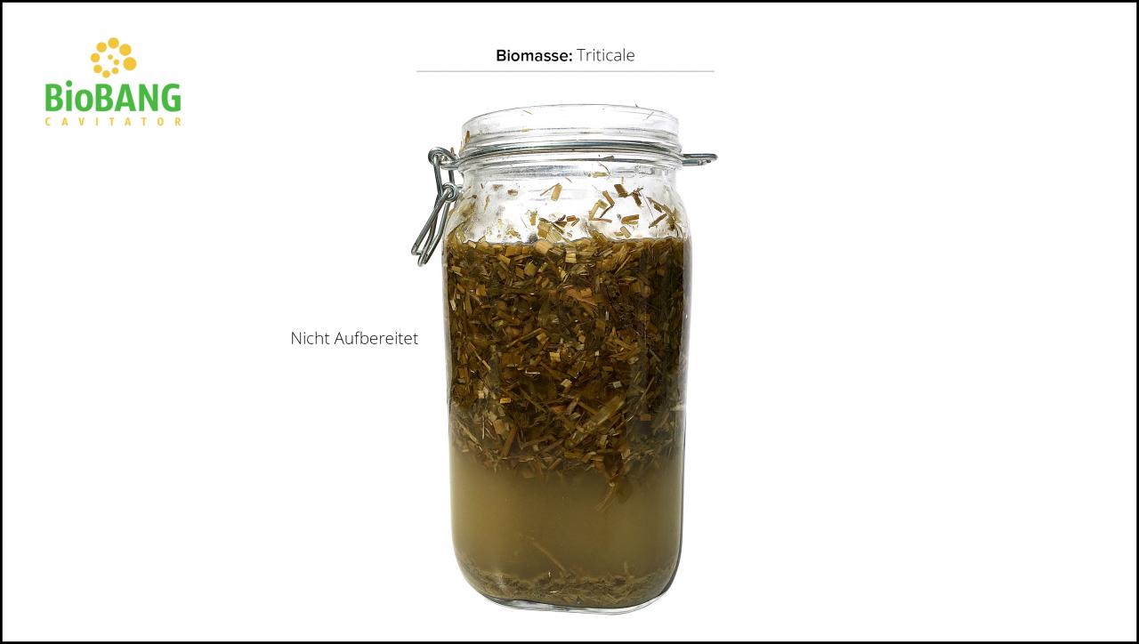 biomassen-test-triticale_05 biomassen-test-triticale_05