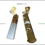 biomassen-test-triticale_07 biomassen-test-triticale_07