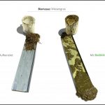 biomassen-test-wiesengras_7