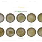biomassen-test-wiesengras_8