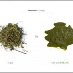 biomasses-test-moringa-3