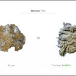 biomasses-test-pates-3 biomasses-test-pates-3