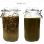 biomasses-test-sorgo-4 biomasses-test-sorgo-4