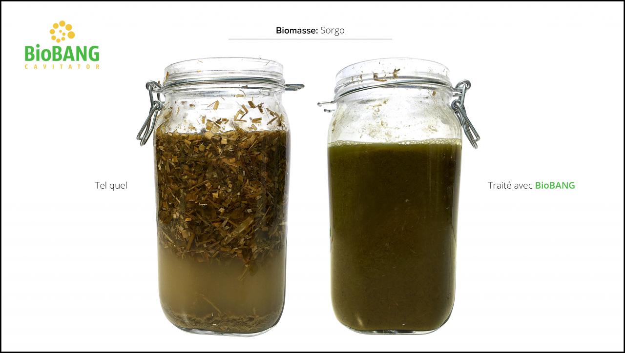 biomasses-test-sorgo-4 biomasses-test-sorgo-4