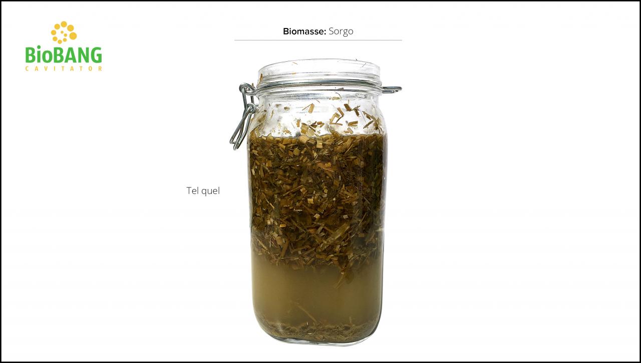 biomasses-test-sorgo-5 biomasses-test-sorgo-5