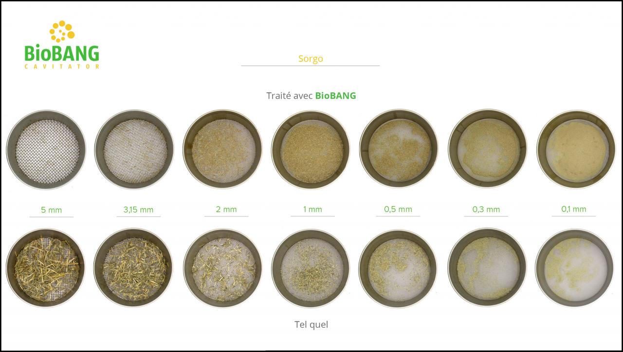 biomasses-test-sorgo-8 biomasses-test-sorgo-8