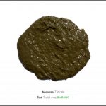 biomasses-test-triticale_02 biomasses-test-triticale_02