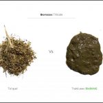 biomasses-test-triticale_03 biomasses-test-triticale_03