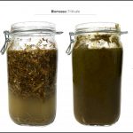 biomasses-test-triticale_04 biomasses-test-triticale_04