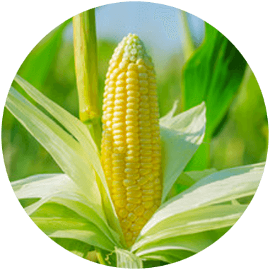 biomasses maïs
