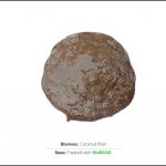 test-biomass-coconut-fiber-2