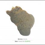 test-biomass-horticultural-seeds-2